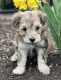 Schnoodle Puppies for sale in Middlebury, Indiana. price: $1,500