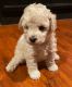Schnoodle Puppies for sale in Panama City, FL, USA. price: $750