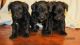 Schnoodle Puppies for sale in Union Bridge, MD 21791, USA. price: $650