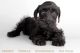 Schnoodle Puppies for sale in San Diego, CA, USA. price: $1,895