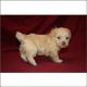 Schnoodle Puppies for sale in Miami, FL, USA. price: NA