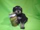 Schnoodle Puppies for sale in Chandler, AZ, USA. price: $495