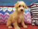 Schnoodle Puppies for sale in Sacramento, CA, USA. price: NA