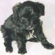 Schnoodle Puppies for sale in Siesta Key, FL 34242, USA. price: NA