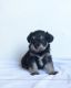 Schnoodle Puppies for sale in Millersburg, OH 44654, USA. price: NA