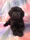 Schnoodle Puppies for sale in Ashburn, VA, USA. price: NA