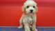 Schnoodle Puppies for sale in Akron, OH, USA. price: NA