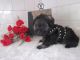 Schnoodle Puppies for sale in Canton, OH, USA. price: $995