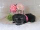 Schnoodle Puppies for sale in Canton, OH, USA. price: NA