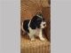 Schnoodle Puppies for sale in Los Angeles, CA, USA. price: NA