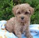 Schnoodle Puppies for sale in Milwaukee, WI, USA. price: NA