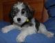 Schnoodle Puppies for sale in Rochester, MN, USA. price: NA