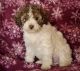 Schnoodle Puppies for sale in Portland, OR, USA. price: NA