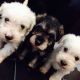 Schnoodle Puppies for sale in Los Angeles, CA 90005, USA. price: NA