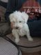 Schnoodle Puppies for sale in Lobelville, TN 37097, USA. price: $400