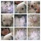 Schnoodle Puppies for sale in Terminal Dr, Nashville, TN 37214, USA. price: NA