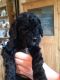 Schnoodle Puppies for sale in Putnam Valley, NY 10579, USA. price: $600