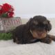 Schnoodle Puppies for sale in Canton, OH, USA. price: $2,099