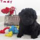 Schnoodle Puppies for sale in Canton, OH, USA. price: $1,495
