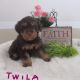 Schnoodle Puppies for sale in Canton, OH, USA. price: $1,950