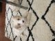 Schnoodle Puppies for sale in Merrillville, IN, USA. price: $875
