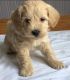 Schnoodle Puppies for sale in Canton, OH, USA. price: $999