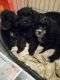 Schnoodle Puppies for sale in OR-99W, McMinnville, OR 97128, USA. price: NA