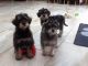 Schnoodle Puppies for sale in Delaware, OH 43015, USA. price: $700