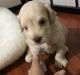 Schnoodle Puppies for sale in Panama City, FL, USA. price: $500