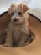 Schnoodle Puppies for sale in Fayetteville, TN 37334, USA. price: $700