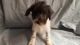 Schnoodle Puppies for sale in Canton, OH, USA. price: $700