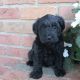 Schnoodle Puppies for sale in Canton, OH, USA. price: $1,095