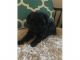 Schnoodle Puppies for sale in Benton, IL 62812, USA. price: NA