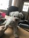 Schnoodle Puppies for sale in Boyne City, MI 49712, USA. price: $500