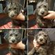 Schnoodle Puppies for sale in Rocklin, CA, USA. price: NA