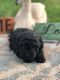 Schnoodle Puppies for sale in Norwood, NC 28128, USA. price: NA