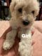 Schnoodle Puppies for sale in Commerce City, CO, USA. price: NA