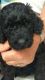 Schnoodle Puppies for sale in Brainerd, MN 56401, USA. price: NA