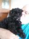 Schnoodle Puppies for sale in Clermont, FL, USA. price: NA