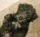 Schnoodle Puppies for sale in Orlando, FL, USA. price: NA