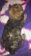 Schnoodle Puppies for sale in Bronx County, NY, USA. price: $200