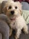 Schnoodle Puppies for sale in Wilmington, DE, USA. price: NA
