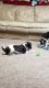 Schnoodle Puppies for sale in Allen Park, MI 48101, USA. price: $600