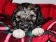 Schnoodle Puppies for sale in Jonesville, MI 49250, USA. price: $900