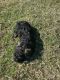 Schnoodle Puppies for sale in Fort Worth, TX, USA. price: NA