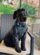 Schnoodle Puppies for sale in Galt, CA 95632, USA. price: $2,000