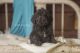 Schnoodle Puppies for sale in Wolf Lake, IL 62998, USA. price: NA