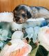Schnoodle Puppies for sale in Aurora, CO, USA. price: NA