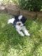 Schnoodle Puppies for sale in Madison Heights, MI 48071, USA. price: NA