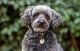Schnoodle Puppies for sale in Chicago Ridge, IL, USA. price: $1,500